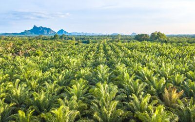 Nestlé und das Palmöl