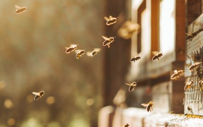 Neues EU Life Projekt „Insektenfördernde Regionen“ gestartet