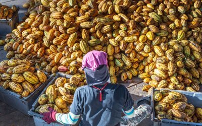 Kakaokrise in Westafrika – welche Folgen hat dies für Schokoladenaktien?