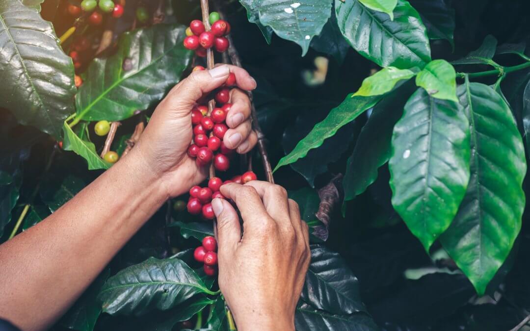 Starbucks auf neuen Wegen