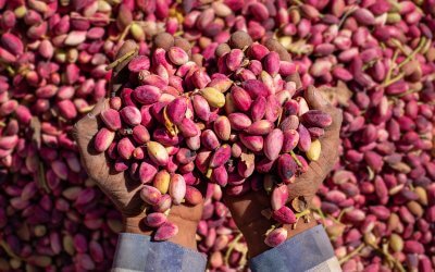 Pistazien im Engpass